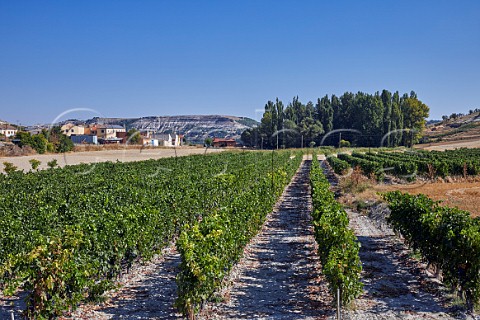 Vineyards at Aldeayuso Near Peafiel Castilla y Len Spain Ribera del Duero