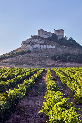 Tinto Fino vineyard below the Castillo de Peafiel Peafiel Castilla y Len Spain  Ribera del Duero
