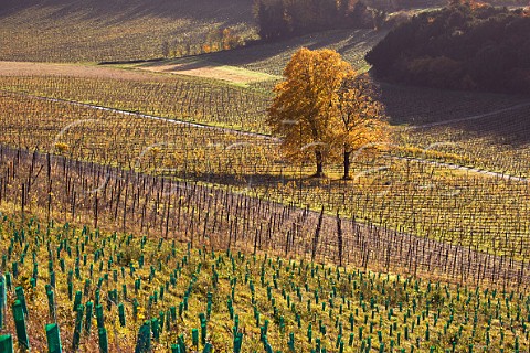 Autumnal trees in vineyard of Denbies Estate with new planting in foreground Dorking Surrey England