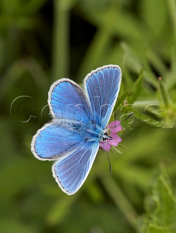 Common Blue male on Cranesbill flower Hurst Meadows East Molesey Surrey England