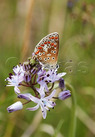 Brown Argus nectaring on Autumn Squill at its only recorded location in Surrey Hurst Park East Molesey England