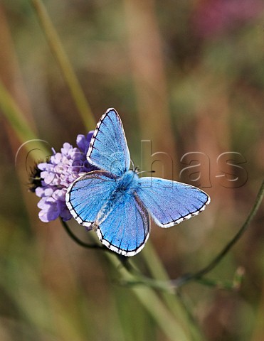 Adonis Blue male on scabious Denbies Hillside Ranmore Common Surrey England