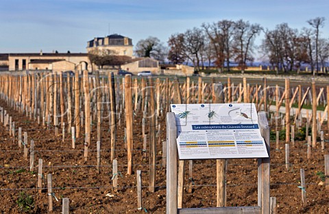 Information about coleoptera in new vineyard at Chteau Soutard  Saintmilion Gironde France Stmilion  Bordeaux