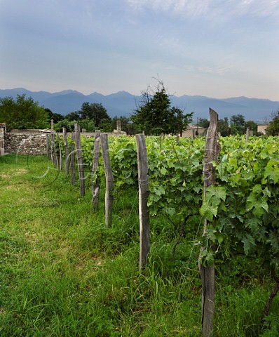 Walled vineyard of Gogi Dakishvili  Teleda Vita Vinea  Kondoli Valley near Telavi Georgia