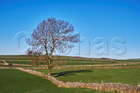 Tree and drystone walls near Bradwell Peak District National Park Derbyshire England