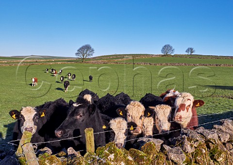 Cattle by drystone wall near Bradwell Peak District National Park Derbyshire EnglandPeak District National Park Derbyshire England