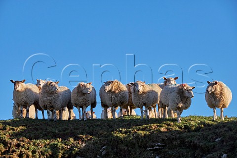 Flock of sheep Peak District National Park Derbyshire England
