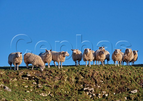 Flock of sheep Peak District National Park Derbyshire England
