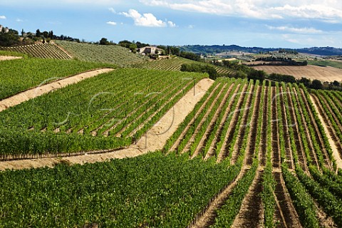 Vineyards of Rocca delle Mace Castellina in Chianti Tuscany Italy  Chianti Classico