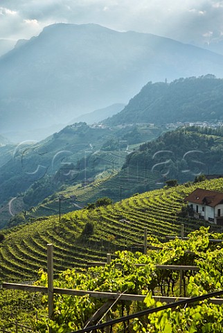 Terraced vineyards in the Val di Cembra Trentino Italy  Trento DOC