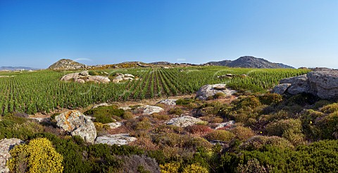 Granite boulders amongst Assyrtiko vines in Clos Stegasta vineyard of TOinos Falatados Tinos Greece