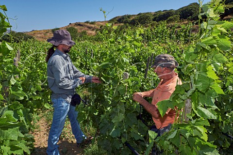 Workers tying up Mavrotragano vines in Agios Dimitrios vineyard of TOinos Falatados Tinos Greece