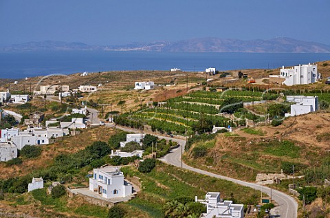 Terraced vineyards of XBourgo with island of Syros in distance Tripotamos Tinos Greece