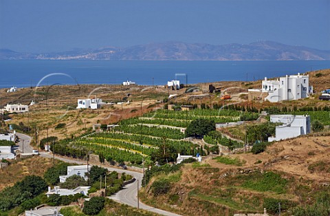 Terraced vineyards of XBourgo with island of Syros in distance Tripotamos Tinos Greece