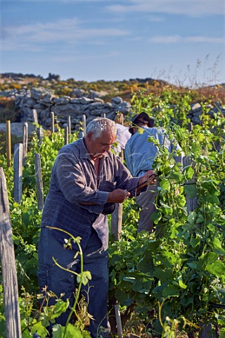 Removing excess shoots and tying up Assyrtiko vines in the Clos Stegasta vineyard of TOinos on the Volax Plateau  Falatados Tinos Greece