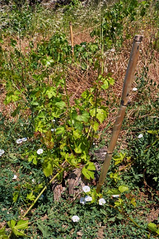 Old vine in vineyard of the Jesuit Catholic Monastery which Jerome Binda of Domaine de Kalathas is in the process of resurrecting Loutra Tinos Greece