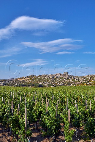 Assyrtiko vines in Clos Stegasta vineyard of TOinos on the Volax Plateau  Falatados Tinos Greece