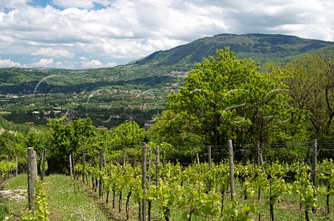 Fiano vineyard of Villa Raiano San Michele di Serino Avellino province Campania Italy Fiano di Avellino