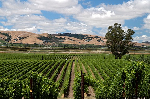 Pinot Noir vineyards at Donum Estate Sonoma California Carneros