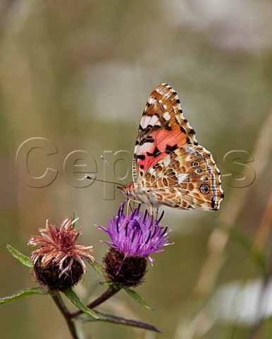 Newlyemerged Painted Lady butterfly nectaring on Knapweed flower  Hurst Meadows East Molesey Surrey UK