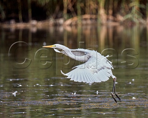 Great White Egret coming in to land on a lake Molesey Heath West Molesey Surrey UK