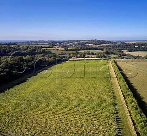View southwest over Findon Park vineyard of Wiston Estate on the South Downs with the sea in distance Washington Sussex England