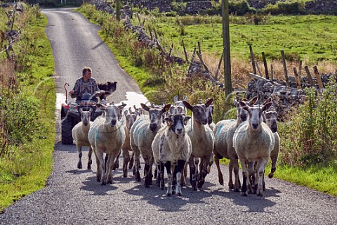 Herding sheep along road Marsett Yorkshire Dales National Park England