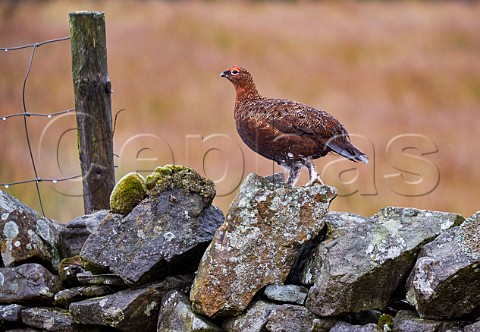 Red Grouse on drystone wall Yorkshire Dales National Park England