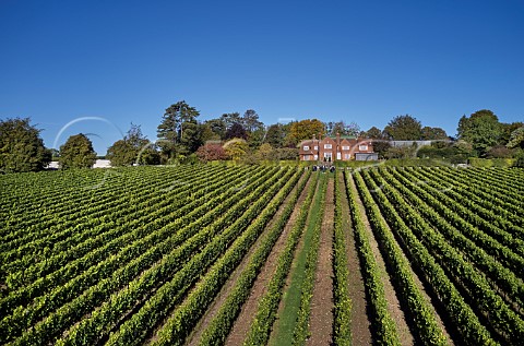 Home vineyard below Mill Down House with group of tourists Hambledon Vineyard Hampshire England