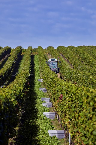 Harvest time in vineyard of Exton Park Exton Hampshire England