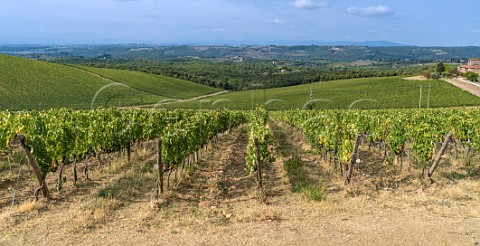 Vineyards of Barone Ricasoli Gaiole in Chianti Tuscany Italy Chianti Classico