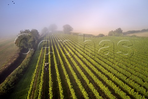 Collecting crates of harvested Chardonnay grapes on a misty harvest morning in Arch Peak vineyard of Raimes Sparkling Wine Hinton Ampner Hampshire England