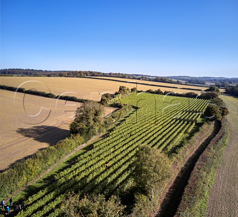 Harvest morning in Arch Peak vineyard of Raimes Sparkling Wine Hinton Ampner Hampshire England