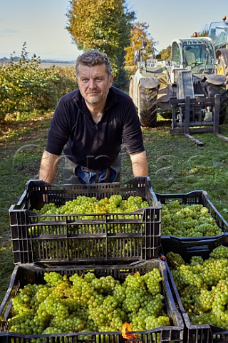Robert Raimes with crates of harvested Chardonnay grapes in Arch Peak vineyard of Raimes Sparkling Wine Hinton Ampner Hampshire England