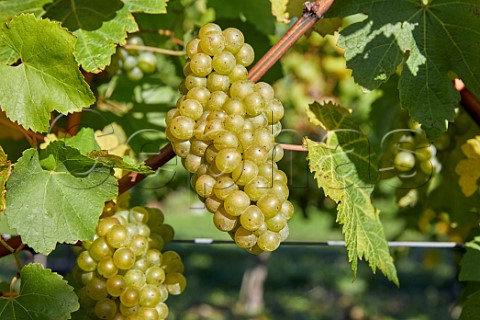 Bunches of Chardonnay grapes in Arch Peak vineyard of Raimes Sparkling Wine Hinton Ampner Hampshire England