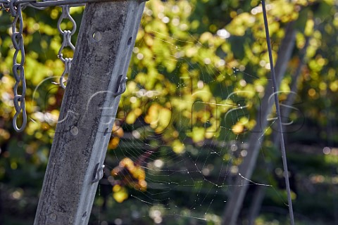 Spiders web in Arch Peak vineyard of Raimes Sparkling Wine Hinton Ampner Hampshire England