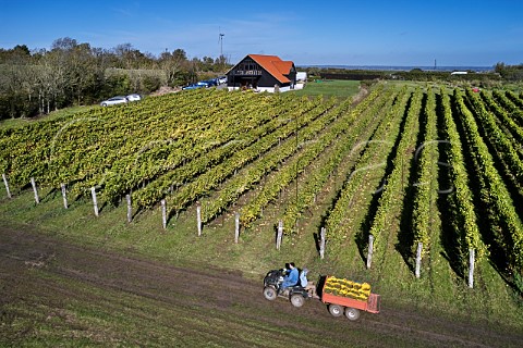 Dale Symons bringing in harvested Chardonnay grapes  Clayhill Vineyard Latchingdon Essex England