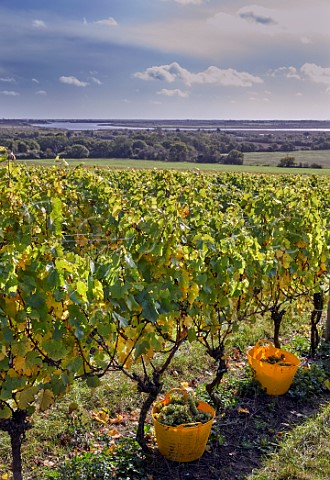 Harvesting Chardonnay grapes in Clayhill Vineyard with the River Crouch in distance Latchingdon Essex England