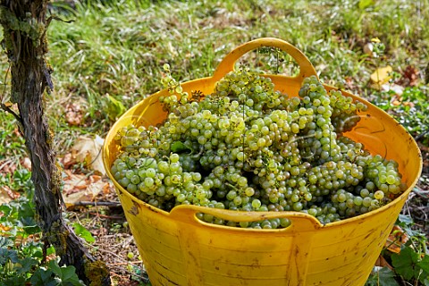 Basket of harvested Chardonnay grapes in Clayhill Vineyard Latchingdon Essex England