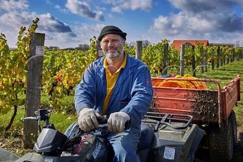 Dale Symons of Clayhill Vineyard at harvest time Latchingdon Essex England