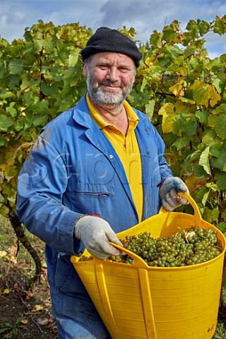 Dale Symons with basket of harvested Chardonnay grapes Clayhill Vineyard Latchingdon Essex England