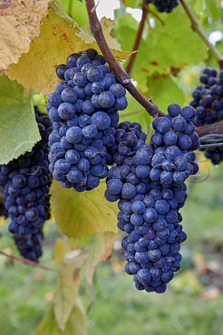 Pinot Noir grapes in Clayhill Vineyard Latchingdon Essex England