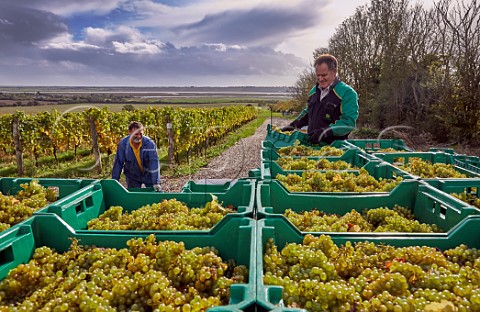 Dale Symons left with crates of harvested Chardonnay grapes Clayhill Vineyard Latchingdon Essex England