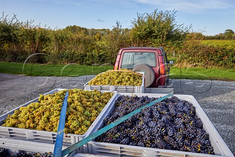 Harvested Chardonnay and Pinot Noir grapes at Crouch Ridge Vineyard  Althorne Essex England