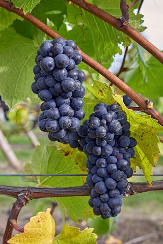 Pinot Noir grapes in vineyard of Crouch Ridge Althorne Essex England