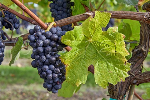 Pinot Noir grapes in vineyard of Crouch Ridge Althorne Essex England