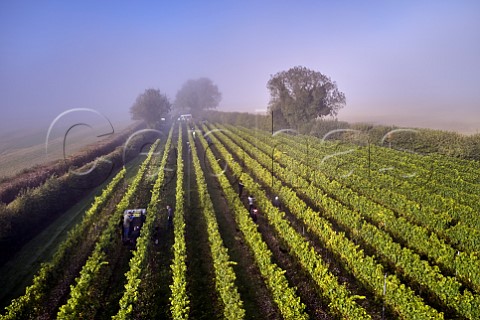 Picking Chardonnay grapes on a misty harvest morning in Arch Peak vineyard of Raimes Sparkling Wine Hinton Ampner Hampshire England