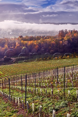Autumn in the vineyards of Denbies Wine Estate Dorking Surrey England