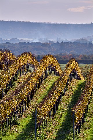 Vineyard of Roebuck Estates with the South Downs in distance Upperton near Petworth Sussex England