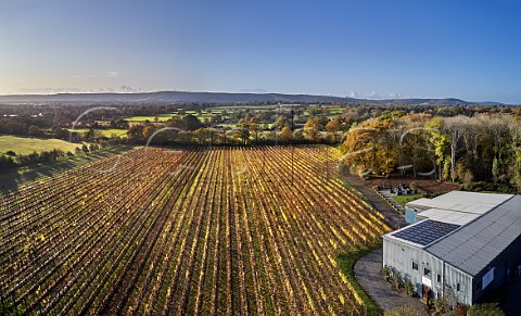 Chardonnay vineyard and winery with the South Downs in distance Ridgeview Wine Estate Ditchling Common Sussex England